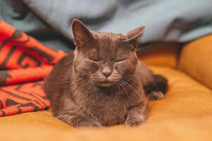 Gray cat peacefully resting on cozy sofa, eyes closed and relaxed. Atmosphere of lazy afternoon. photo