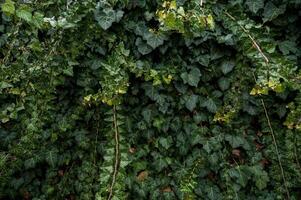 A close up of a green plant. High quality photo, Evergreen ivy completely covers the surface. The photo has a horizontal orientation A wall of green leaves and branches of evergreen ivy.