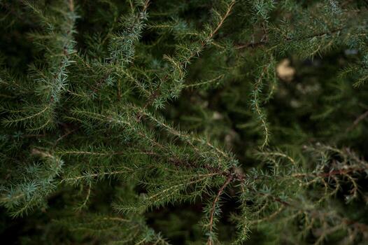 A tree in front of a palm tree. High quality photo, green branches of evergreen fir. small pine needles on branches. photo has horizontal orientation