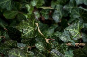 A close up of a green plant. Evergreen ivy completely covers the surface. The photo has a horizontal orientation A wall of green leaves and branches of evergreen ivy. Ivy leaves are shown close-up