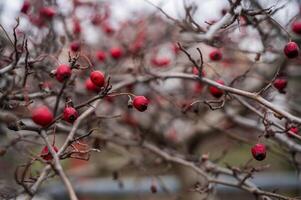 red hawthorn berries on a branch close-up. there are many ripe berries on the hawthorn branches, there are no leaves on the branches. photo