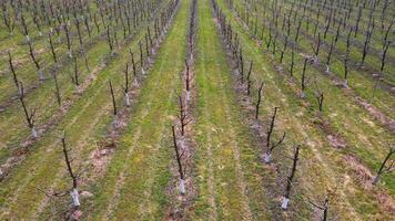 flight over the garden of young fruit trees in early spring. Young trees without leaves. video