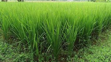 green rice field view of Bali video