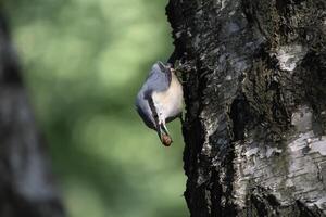 Nuthatch perching on tree trunk catches insects photo
