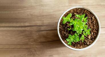 Mint grows in a pot, decorating the interior, creating an, eco-friendly environment in the room, and creating a spring mood photo