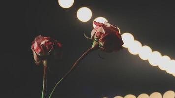 Two red roses in front of a lighted background video