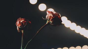 Two red roses in front of a lighted background video