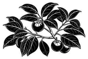 A Persimmon Branch with Fruit and Leaves vector