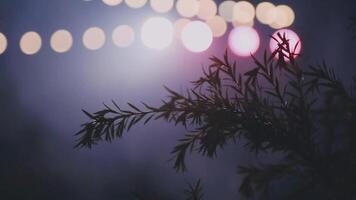 A blurry image of a plant with lights in the background video