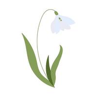 A flower with a green stem and a white petal. The flower is in the middle of the image vector