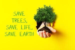Hand holding a tree in front of a yellow background with the words Save Trees photo