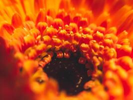 The image is of a close up of a flower with a red center and orange petals photo