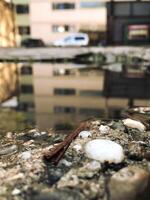 A stick is floating in a puddle of water photo