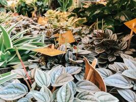 A bunch of plants with yellow tags on them photo