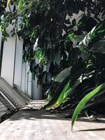 A lush green jungle with a white wall in the background photo