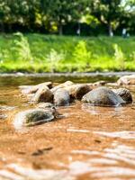 River with rocks in the water photo