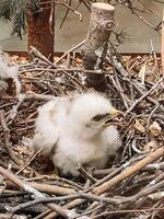 Baby bird is sitting in a nest made of twigs and branches photo