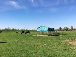 A group of cows are grazing in a field with a blue tarp over a pen photo