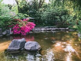 Pond with a rock in it and a pink flower in the foreground photo