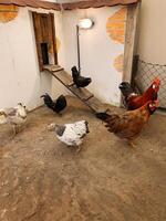 Group of chickens are standing in a dirt pen photo