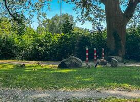 Group of geese are eating grass in a park photo