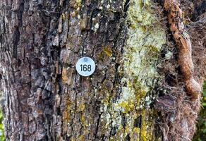 Tree with a plaque on it that says number 168 photo