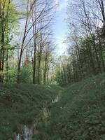 A forest path with a stream running through it photo