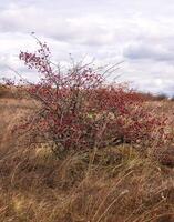 red berries growing on a branch in nature. ripe berries of the field. a large bush of berries in the middle of a meadow, on a sunny day. vertical photo