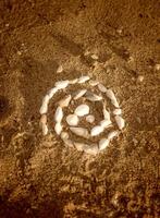 Shells laid out in a spiral lie on the sand. twisted spiral from seashells on the beach. round shape from small shells. the photo has a vertical orientation
