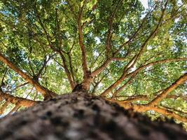 A tree with a trunk that is very thick and has a lot of leaves photo