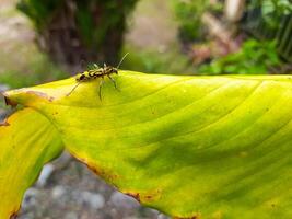 Chlorophorus or long horn Beetle on a Green Leaf photo