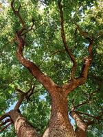 Tree with a trunk that is very thick and has a lot of leaves photo