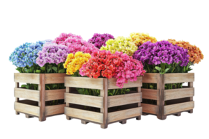 A vibrant display of colorful flowers arranged in wooden crates. png