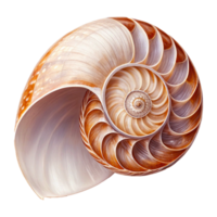 Nautilus Shell with Fibonacci Spiral and Golden Ratio in Warm Tones png
