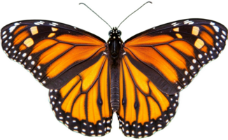 Close up of a monarch butterfly with vibrant orange and black wings isolated on transparent background png
