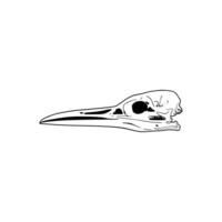 A drawing of a bird's skull with a long beak vector
