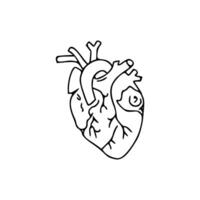 A black and white drawing of a human heart vector