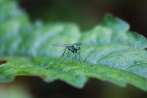 a fly with green eyes sitting on a leaf photo