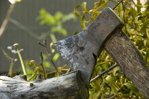 Old, rusty axe lodged in a tree trunk amidst the forest clearing on a bright sunny day photo