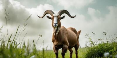 Goat with distinctive features standing in a lush green field on a cloudy day in a rural area. photo