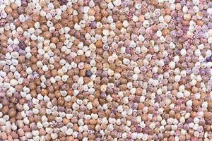 Many colorful seashells with natural color for background with copy space photo