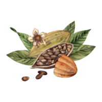 Whole and cut cocoa fruits lie on green leaves of cocoa tree. Composition with beans, flower and grains is hand-drawn with watercolor in botanical style. For cafe, restaurant, textile, packaging. png