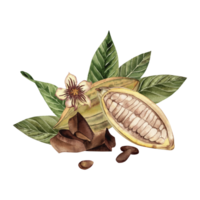 Watercolor illustration of an open cocoa fruit with beans, green leaves, cocoa flower and chocolate pieces. Shades of brown and green. High quality image for print and digital projects. png