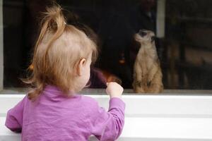 little girl pointing at meerkat back view photo