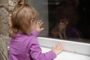 little girl looking at meerkat photo