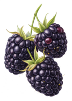 A cluster of blackberries with a deep purple-black hue and a glossy sheen. png