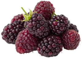 A handful of deep purple boysenberries with a glossy, bumpy surface and a fresh, juicy appearance. png