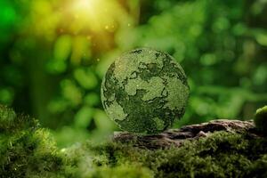 Environment Concept. Grass Earth On moss In Forest With Ferns And Sunlight. Environment, save clean planet photo