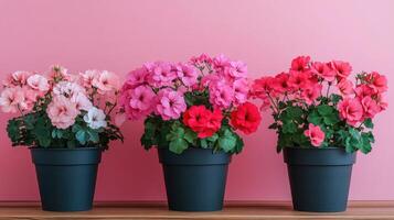 Blooming calibrachoa plants adding a touch of elegance to pink background. photo