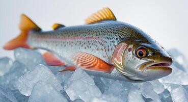 Fresh brown trout resting on crushed ice close up. photo
